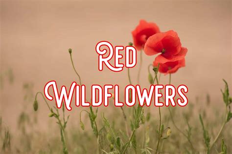 red wildflowers names with pictures.